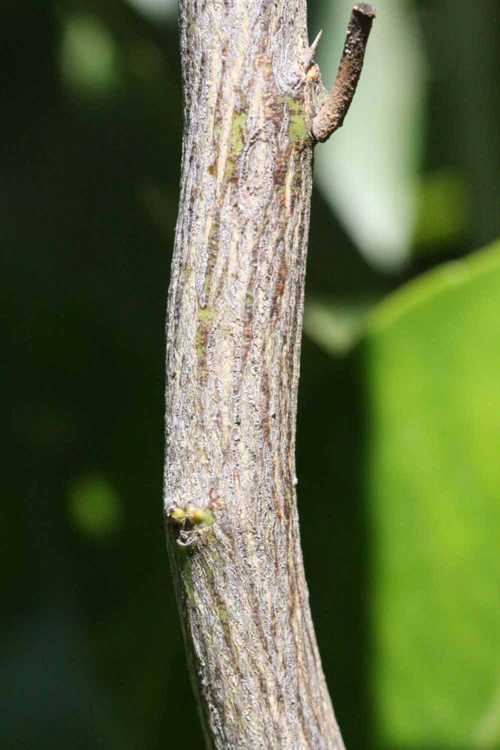              Second - third year twig (Riverside, CA)       